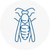 Verwood Wasp Nest Removal
